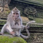 Itinéraires de voyage à Bali : Les circuits incontournables